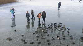 901340 Afbeelding van het grote wak met watervogels bij de Japanse brug over de grote plas, met enkele toeschouwers, ...